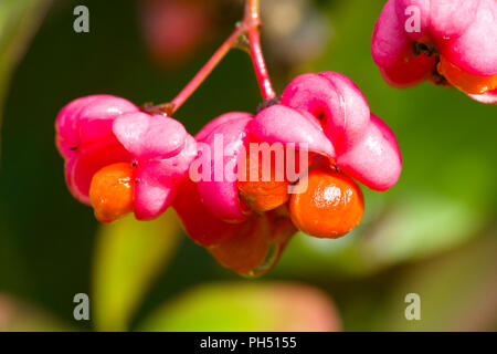 Albero mandrino Euonymus europaeus frutti. Foto Stock