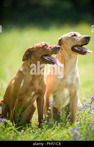 Il Labrador Retriever. Karetta e Kelo, due supernoses per la salvaguardia delle tartarughe marine, seduti su un prato. Svizzera Foto Stock