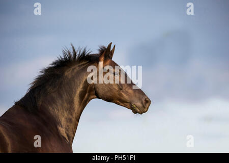 Oldenburg cavallo. Ritratto di castrazione nero. Germania Foto Stock