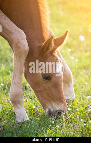 Oldenburg cavallo. Chestnut puledro erba di test su un pascolo. Germania Foto Stock