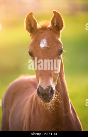 Oldenburg cavallo. Ritratto di castagno puledro su un pascolo. Germania Foto Stock