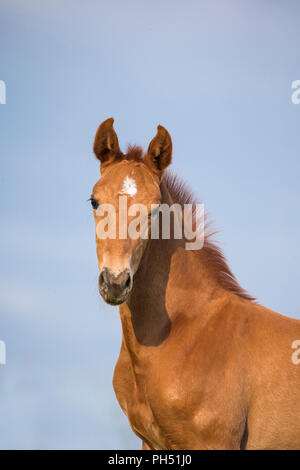 Oldenburg cavallo. Ritratto di castagno puledro su un pascolo. Germania Foto Stock