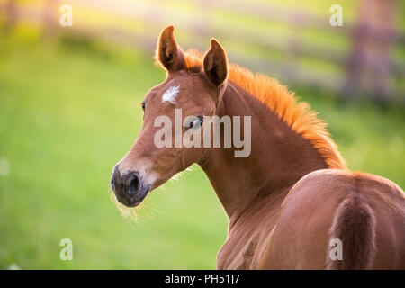 Oldenburg cavallo. Ritratto di castagno puledro su un pascolo. Germania Foto Stock