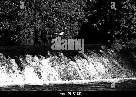 Airone di pesca su uno stramazzo sul fiume Viaur, nel villaggio di Laguépie, Tarn et Garonne, Occitanie, in Francia, in Europa in primavera Foto Stock