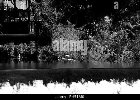 Airone di pesca su uno stramazzo sul fiume Viaur, nel villaggio di Laguépie, Tarn et Garonne, Occitanie, in Francia, in Europa in primavera Foto Stock