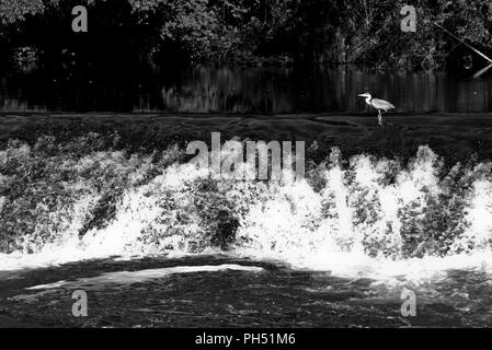 Airone di pesca su uno stramazzo sul fiume Viaur, nel villaggio di Laguépie, Tarn et Garonne, Occitanie, in Francia, in Europa in primavera Foto Stock