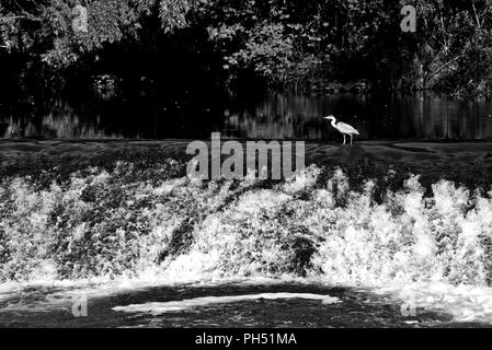 Airone di pesca su uno stramazzo sul fiume Viaur, nel villaggio di Laguépie, Tarn et Garonne, Occitanie, in Francia, in Europa in primavera Foto Stock