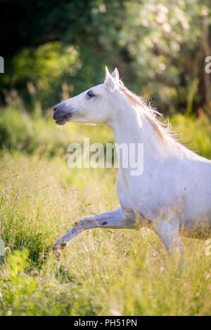 Shagya Arabian. Grigio mare trotto su un pascolo. Austria Foto Stock