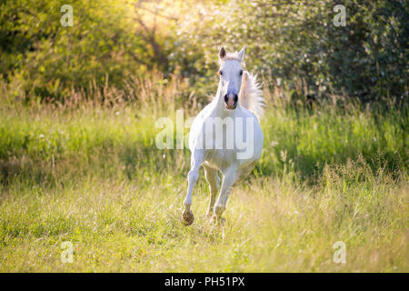 Shagya Arabian. Grigio mare trotto su un pascolo. Austria Foto Stock