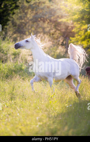 Shagya Arabian. Grigio mare trotto su un pascolo. Austria Foto Stock