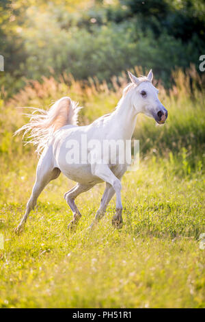 Shagya Arabian. Grigio mare trotto su un pascolo. Austria Foto Stock