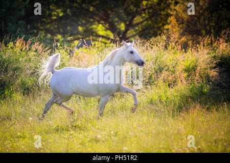 Shagya Arabian. Grigio mare trotto su un pascolo. Austria Foto Stock