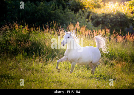 Shagya Arabian. Grigio mare trotto su un pascolo. Austria Foto Stock