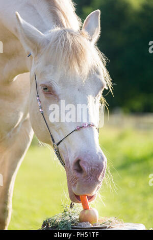 Welsh Cob (sezione D). Cremello mare di mangiare la sua torta di compleanno. Austria Foto Stock