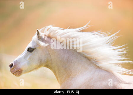 Welsh Pony di montagna. Ritratto di palomino con la criniera fluente. Germania Foto Stock