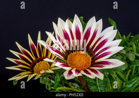 Arte still life colore macro di fiori ritratto di una coppia di fioritura wide open bianco rosso arancio fiori delosperma con foglie verdi su sfondo nero Foto Stock