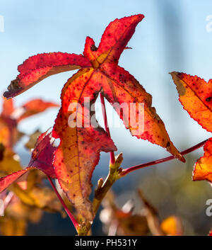 Colore floreale outdoor immagine del fogliame di un rosso e arancio colorato foglie autunnali su sfocato sfondo naturale preso in una giornata di sole in inverno o in autunno Foto Stock