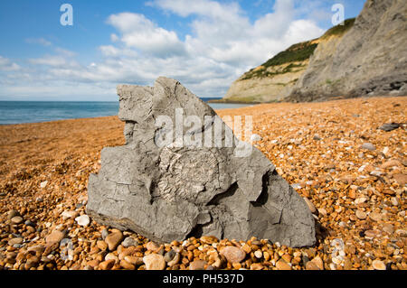 Un fossilizzato ammonita sulla spiaggia nei pressi del borgo di Seatown con Golden Cap visibili alla fine della spiaggia. La zona intorno al tappo di oro è notato per Foto Stock