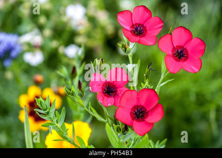 Red Linum grandiflorum Scarlet Flax rubrum' Foto Stock