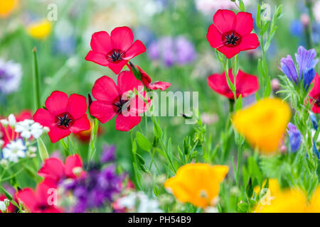 Red Linum grandiflorum 'rubrum' Scarlet Flax pianta da giardino annuale Foto Stock