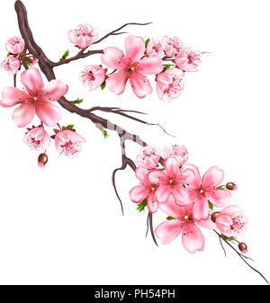 Fioritura il ramo di un albero di sakura su uno sfondo bianco. Fiori di colore rosa su un ramo di albero. Ciliegia giapponese fioritura. Illustrazione Vettoriale