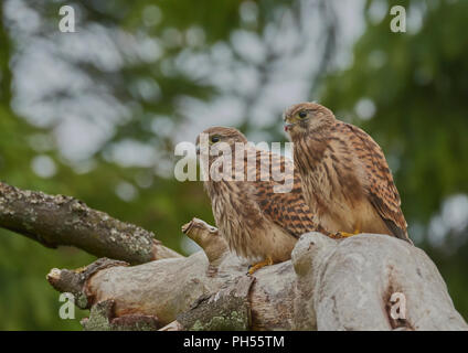 Giovani fledged comune, il Gheppio Falco tinnunculus, West Lothian, Scozia, Regno Unito Foto Stock