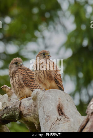 Giovani fledged comune, il Gheppio Falco tinnunculus, West Lothian, Scozia, Regno Unito Foto Stock