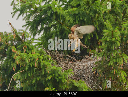 Per adulti, il Gheppio Falco tinnunculus battenti da nido in Abete, picea sp., dopo alimentazione di pulcini, West Lothian, Scozia, Regno Unito Foto Stock