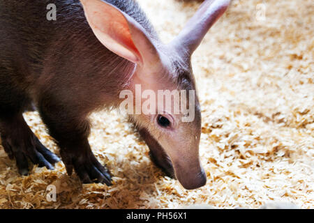 Orycteropus afer - La aardvark - ZOO Troja, Praga, Repubblica Ceca Foto Stock