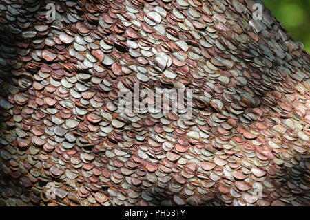 Il Money Tree lungo la cascata Ingleton sentiero dove i visitatori un martello di monete in una struttura ad albero e fare un augurio di buona fortuna. Foto Stock