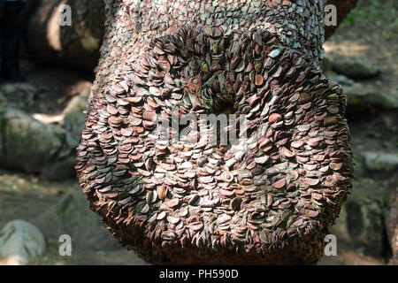 Il Money Tree lungo la cascata Ingleton sentiero dove i visitatori un martello di monete in una struttura ad albero e fare un augurio di buona fortuna. Foto Stock