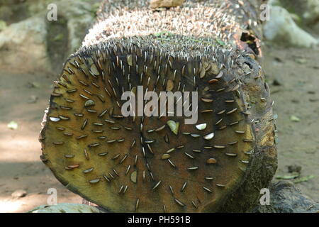 Il Money Tree lungo la cascata Ingleton sentiero dove i visitatori un martello di monete in una struttura ad albero e fare un augurio di buona fortuna. Foto Stock