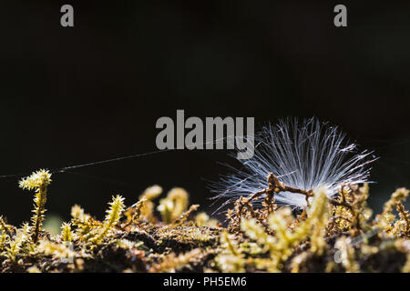 La foresta tropicale pavimento nella luce del mattino Foto Stock