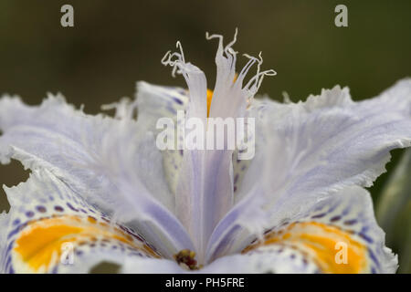 Close-up immagine di Iris japonica flower trovati in Himalaya Foto Stock