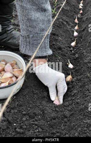 Agricoltore la mano di piantare aglio nel giardino vegetale,composizione verticale Foto Stock