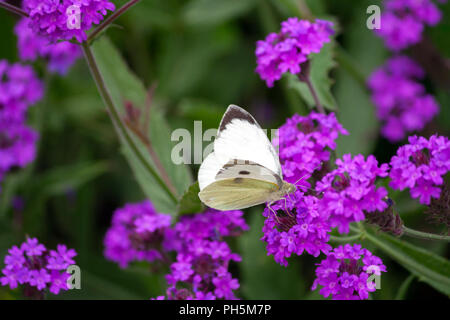 Sarcococca brassicae, bianco grande farfalla close-up si siede su un impianto Verbena rigida,esili vervain,vervain tuberosa, lilla fiori luminosi su uno sfondo Foto Stock