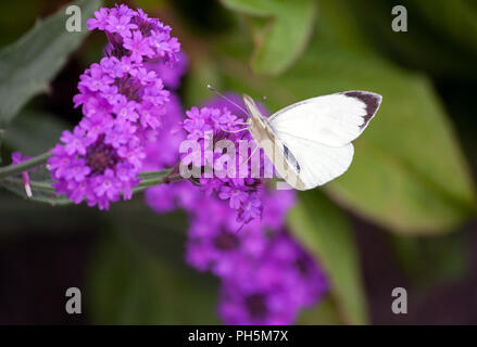 Sarcococca brassicae, bianco grande farfalla close-up si siede su un impianto Verbena rigida,esili vervain,vervain tuberosa, lilla fiori luminosi su uno sfondo Foto Stock