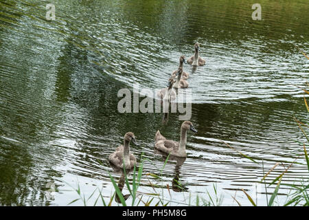 Sei piccoli pulcini cigni di un colore grigio-marrone colore galleggiante sul lago di acqua e guardare nella telecamera, morbidi i bambini con gli occhi neri, estate, autunno, luce naturale Foto Stock