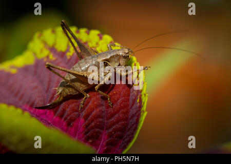 Dark bush cricket, pholidoptera griseoaptera, femmina, appoggiato su una foglia di coleus. Suffolk, Regno Unito. Foto Stock