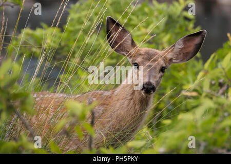 Mule Deer Fawn sulla banca del fiume Snake in Hells Canyon National Recreation Area. Le avventure di riga. Foto Stock