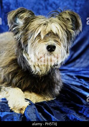 Irish Wolfhound, giacente sul velluto blu al coperto, bocca chiusa, lunghi capelli copre gli occhi Foto Stock