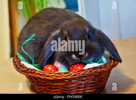 Po' giovane coniglio grigio con orecchie flappy, seduta in uovo di pasqua nido Foto Stock