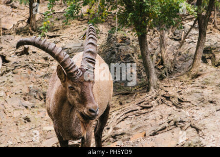 Un close-up di una montagna caucasico capra con enormi corna in un habitat naturale di montagna. Animale selvatico. Foto Stock