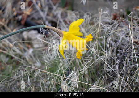Giallo singolo daffodil fiore su una montagna Foto Stock