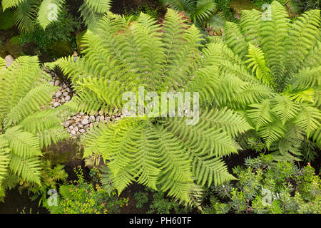 Vista da sopra / balcone di felci arboree / tree fern nel vittoriano ristrutturato Casa Temperate presso il giardino botanico reale di Kew. Londra. Regno Unito. (101) Foto Stock