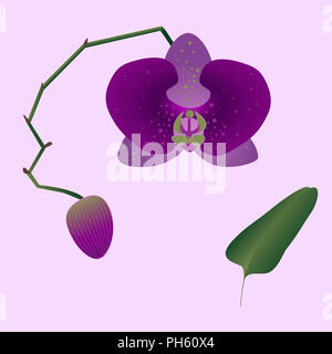 Illustrazione di un orchidea rosa con una gemma, a foglia e a stelo sul rosa chiaro dello sfondo. Phalaenopsis pianta tropicale per invito e biglietto di auguri, ba Foto Stock