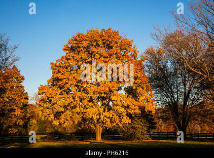 Alberi autunnali colorati, foglie, Rutland, Vermont, USA caduta, New England autunno giardino arancione, ispirazione albero isolato Foto Stock