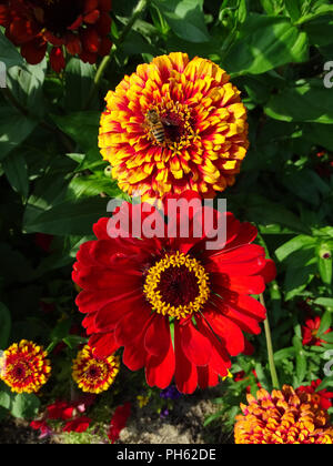 Varie Zinnia fiori in un giardino con un'ape per raccogliere il polline Foto Stock