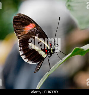 Piccolo postino butterfly, Heliconius erato dall America Centrale e tropical America del Sud Foto Stock