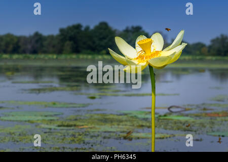 In arrivo per un atterraggio! Ninfee in fiore. Foto Stock